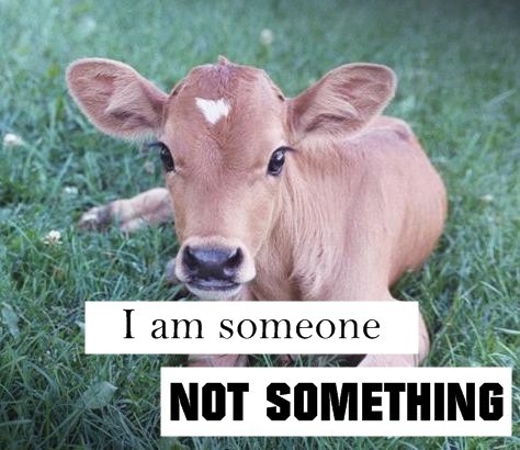 'Someone' Animal Rights Song by Local Artist