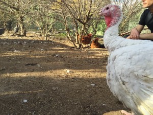 Vegan ACT Working Bee at A Poultry Place Sanctuary- Sunday, 22 November 2015