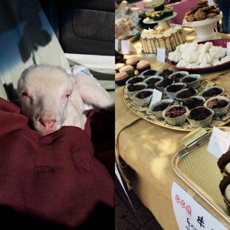 Vegan ACT Bake Sale and BBQ Fundraiser for Signal Hill Sanctuary – 21 May 2016