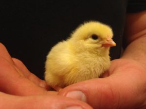 Donate to help 150 chicks rescued from certain death
