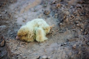 Truckload of one-day-old chicks buried alive in ‘clean-up’ after crash on Burley Griffin Way – 5 April 2018